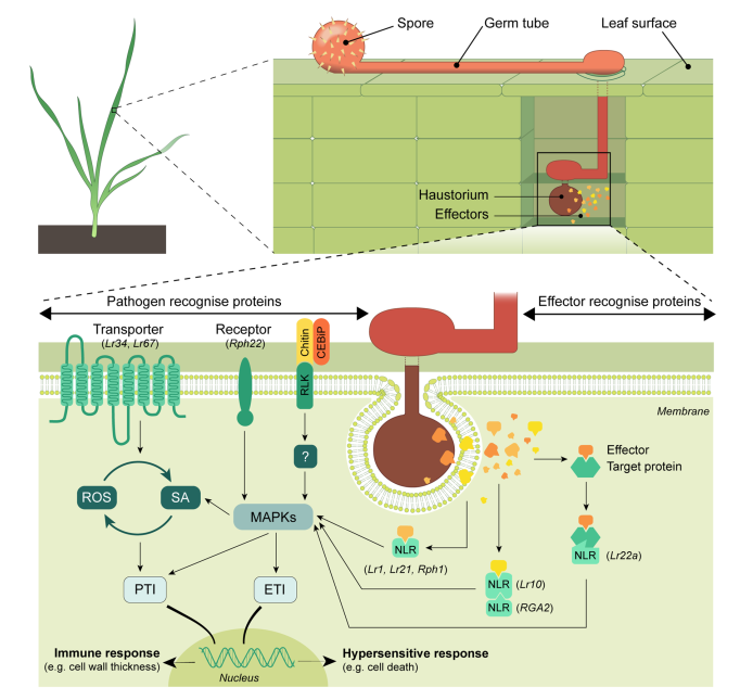 Molecular genetics of leaf rust resistance in wheat and barley