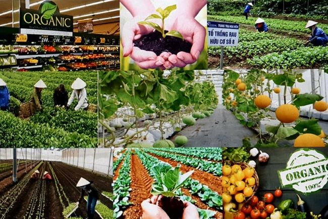 Xu hướng phát triển nông nghiệp hữu cơ trên thế giới và triển vọng của Việt Nam